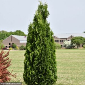 Thuja Occidentalis – North Pole® – #3 Container