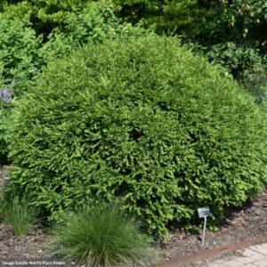 Buxus (Micro. Jap.) – Green Mountain – #3 Container