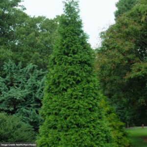 Thuja (Arborvitae) – Green Giant – #2 Container