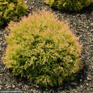 Thuja Occidentalis (Arborvitae) – Fire Chief – #2 Container