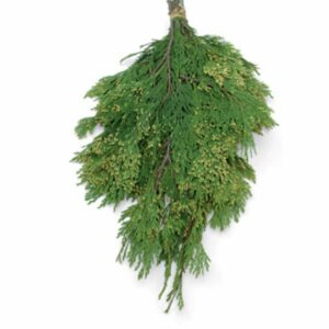 Incense Cedar Bunch