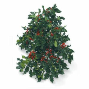 Holly Hybrid Green Bunch