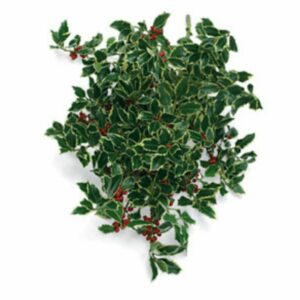 Holly Silver Variegated Bunch