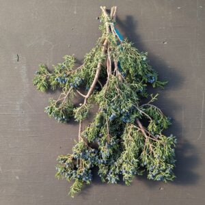 Juniper Bunch