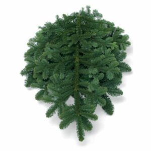 Noble Fir Bunch