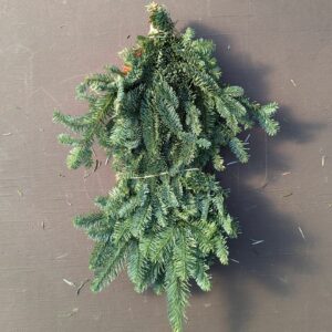 Noble Fir Bunch