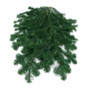 Silver Fir Bunch