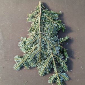 Silver Fir Bunch