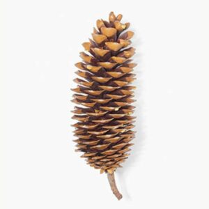 Sugar Pine Cone – Single