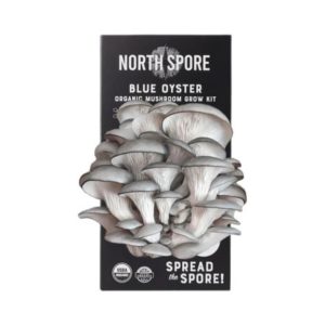 Blue Oyster Mushroom Kit - North Spore