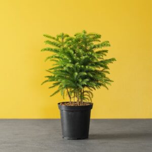 Norfolk Island Pine – 6″ Pot