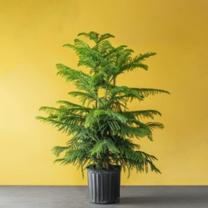 Norfolk Island Pine – 10″ Pot