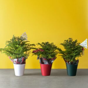 Norfolk Island Pine – Decorated – 6″ Pot