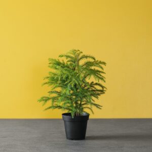 Norfolk Island Pine – 4″ Pot