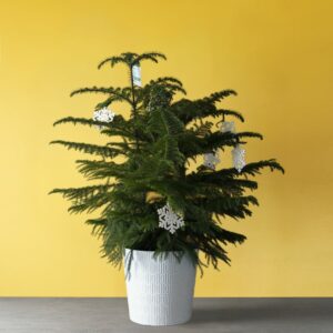 Norfolk Island Pine – Decorated – 10″ Pot