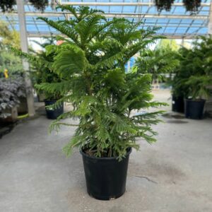 Norfolk Island Pine – 14″ Pot