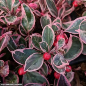 Wintergreen (Gaultheria Procumbens) – Winter Splash – #1 Container