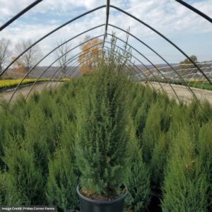 Juniper (Juniperus Communis) – Gnom – #3 Container