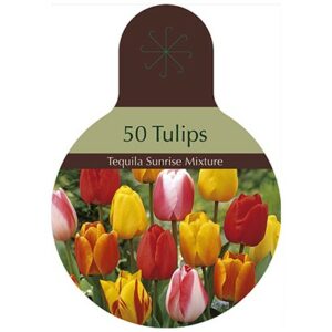 Tulip Darwin Hybrid – Tequila Sunrise Mix – 50 Bulb Value Pack