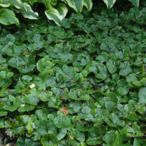 Asarum – Canadense – #1 Container