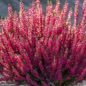 Heather (Calluna Vulgaris) Beauty Ladies Scarlet – #1 Container