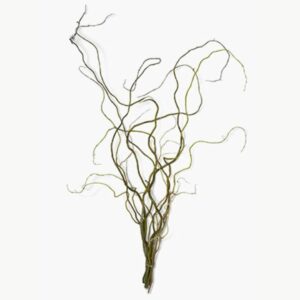 Curly Willow Bundle – 6-7 ft