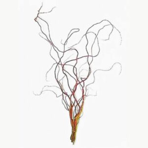 Curly Willow w/ Red Tips Bundle – 24-30”