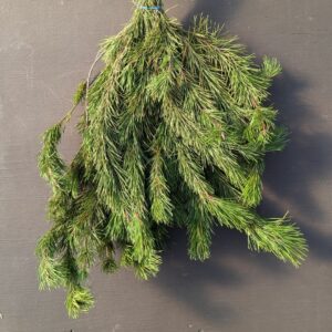 Shore Pine Bunch