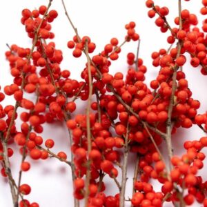 Winterberry Bunch – Red – Long Stem