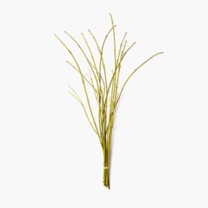 Dogwood Yellow Twig Bundle – Large