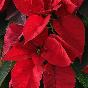 Poinsettia – Red – 10″ Pot