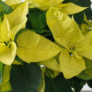 Poinsettia – Lemon Glow – 2.5″