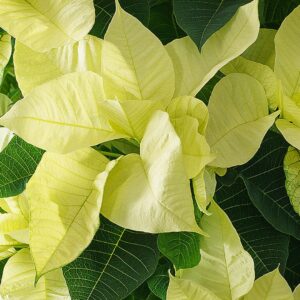 White Poinsettia