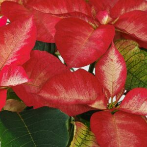 Ice Crystal Poinsettia