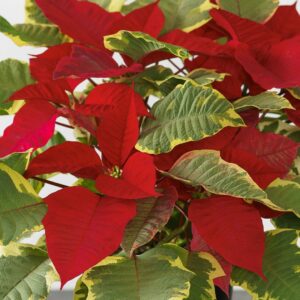 Tapestry Poinsettia