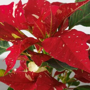 Red Glitter Poinsettia