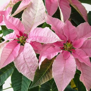 Princettia – Pink – 6″ Pot