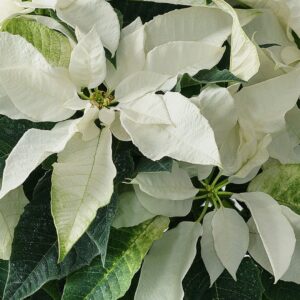 Princettia – White – 6″ Pot