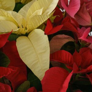 Poinsettia – Tri-Color – 8″ Pot