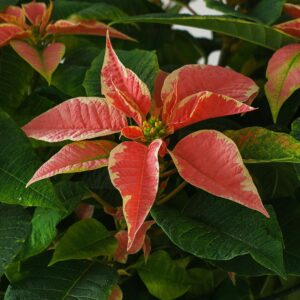 Marble Poinsettia