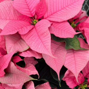 Poinsettia – Pink – 8″ Pot