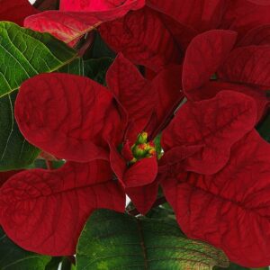 Christmas Mouse Red Poinsettia