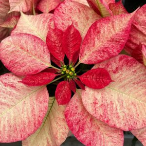 Picasso Premium Poinsettia