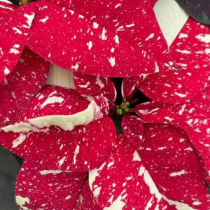 Superba New Glitter Poinsettia