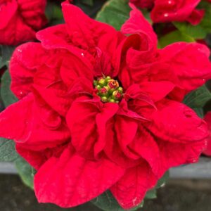 Winter Rose Red Poinsettia