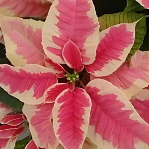 Christmas Beauty Marble Poinsettia