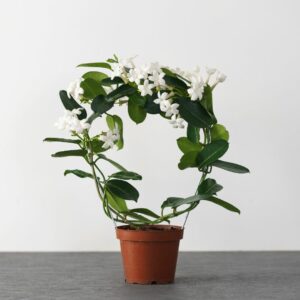 Stephanotis (Madagascar Jasmine) – 5″ Pot