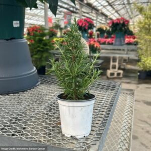 Rosemary Holiday Tree