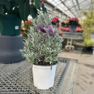 Holiday Tree – Lavender – 6″ Pot