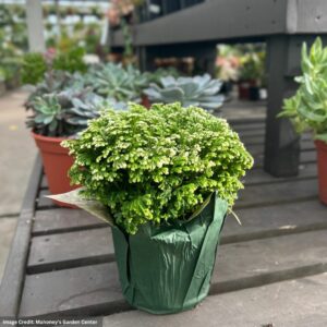 Fern (Selaginella) – Frosty – 2.5″ Pot